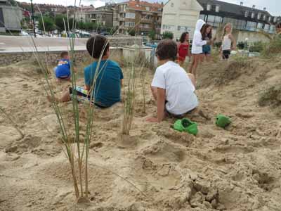 jovenes plantando barrón en la duna de Somo 2