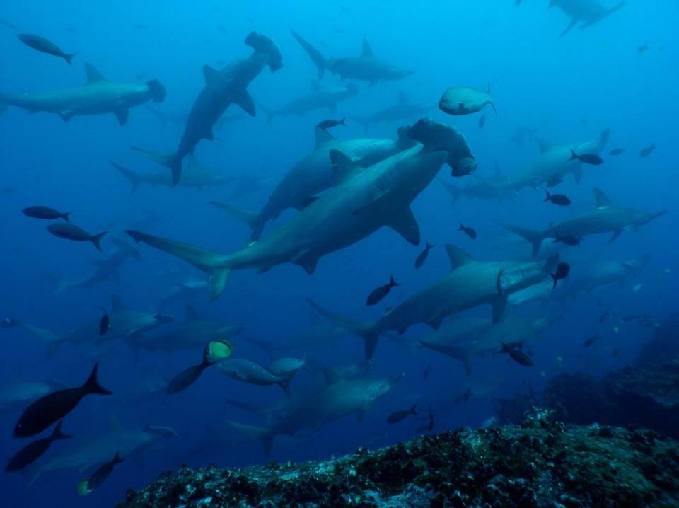 tiburones isla galapagos