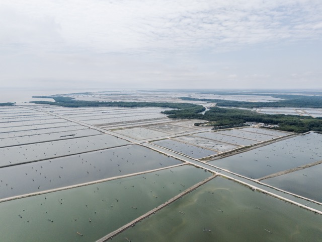 Mangroves 3 Marcos Zegers Animal Welfare Observatory We Animals