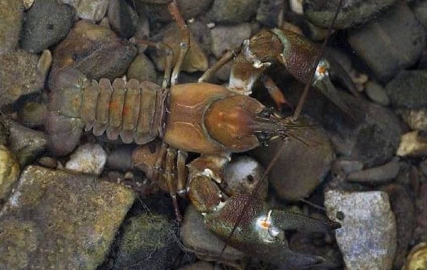 Dos especies invasoras de cangrejos de río transmiten ‘la peste del cangrejo’