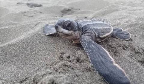 Investigadores del CSIC describen una nueva enfermedad emergente que amenaza a las tortugas marinas