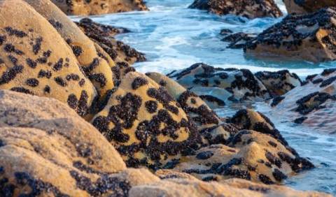 ARCO IRIS denuncia la extracción indiscrimanda de mejilla en todo el litoral da costa da morte para alimentar el negocio de las bateas de Arosa.