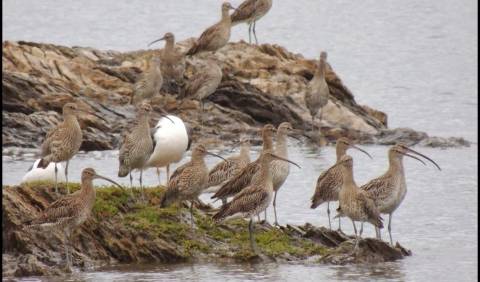As nefastas xestións do PPdeG diminuiron un 61% nas últimas catro décadas as aves acuáticas invernantes na ría de Ribadeo dedeixándoas en estado crítico. 