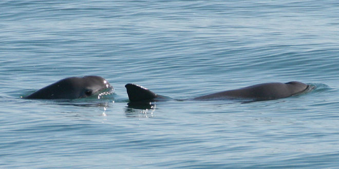 vaquita endangered species 660x330 c fuente wikipedia
